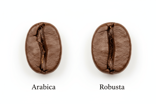 What Is Robusta Coffee